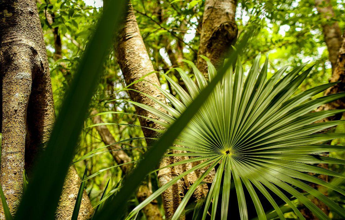 Entorno Blue Diamond Wellness Resort Riviera Maya Entorno Blue Diamond Wellness Resort Riviera Maya